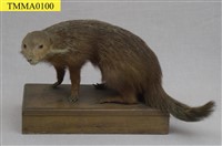 藏品(食蟹獴)的圖片